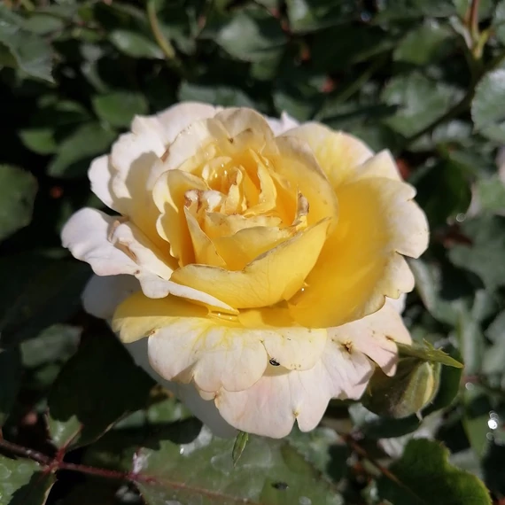 sárga bokorrózsa Rosa Kordes Sunmaid