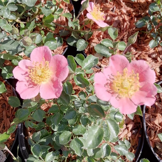 rózsaszín szimplavirágú floribunda ágyásrózsa Rosa Kordes Topolina