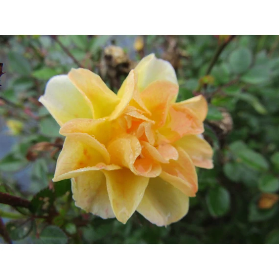sárga apró telt virágú talajtakaró rózsa Rosa miniature Yellow gabiplantshop webáruház