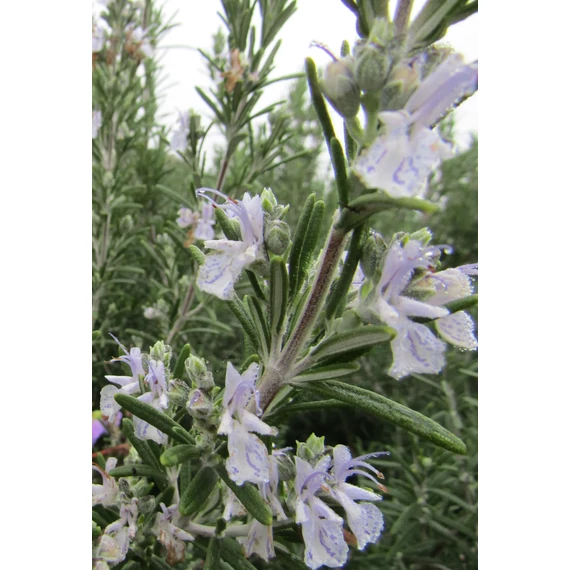 Rosmarinus officinalis (Rozmaring)