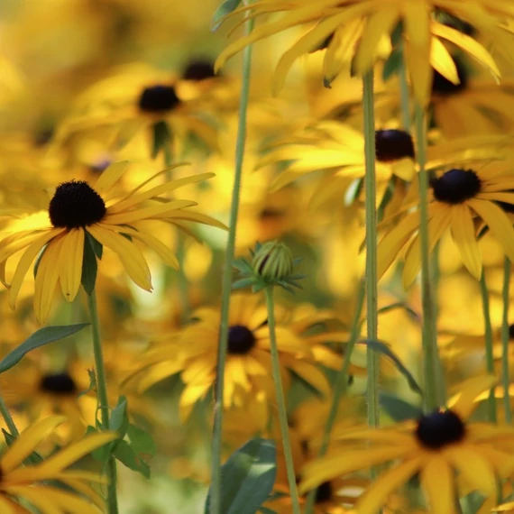 Rudbeckia fulgida City Garden (Kúpvirág)