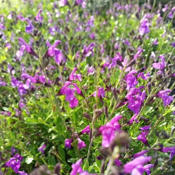zsálya Salvia x jamensis Magical Loire