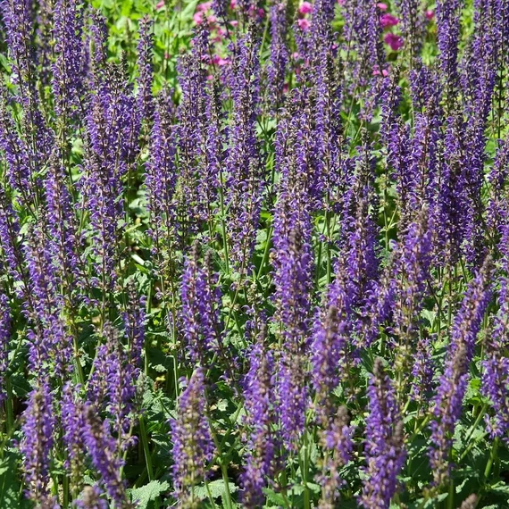 kékvirágú évelő ligeti zsálya Salvia nemorosa Blauhügel