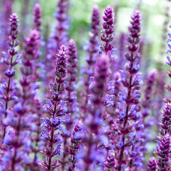 ligeti zsálya évelő Salvia nemorosa Mainacht