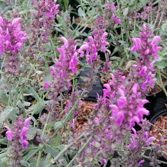 rózsaszínvirágú ligeti zsálya évelő Salvia nemorosa Pink Friesland