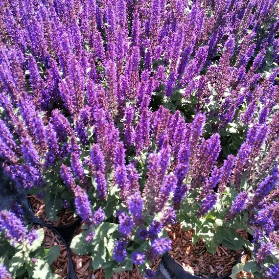 szárazságtűrő évelő ligeti zsálya Salvia nemorosa Midnight Purple