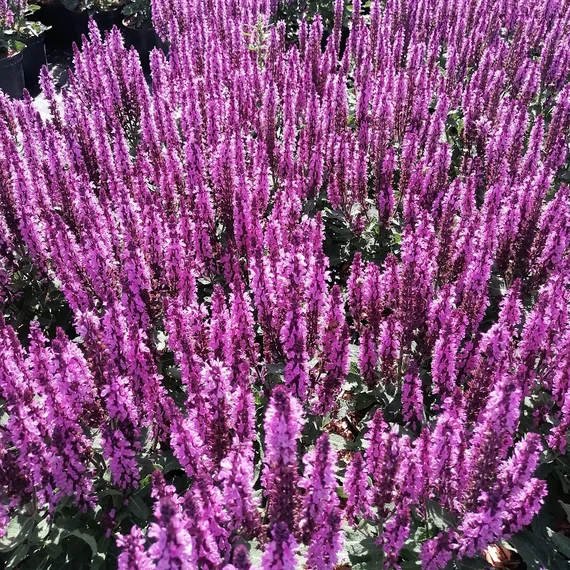 ligeti zsálya évelő szárazságtűrő Salvia nemorosa midnight rose