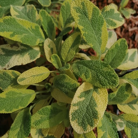 sárgatarka zsálya Salvia officinalis Icterina