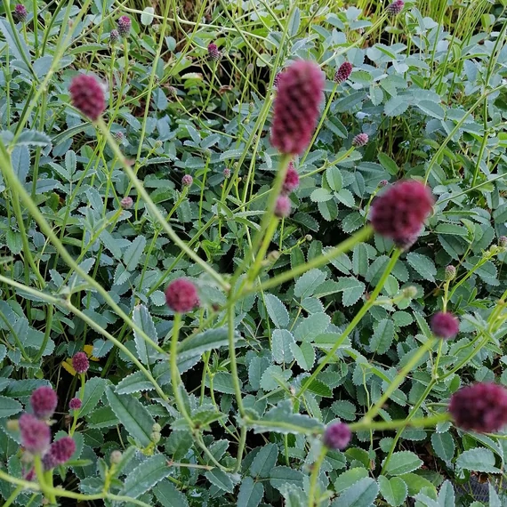 őszi vérfű évelő Sanguisorba officinalis Tanna