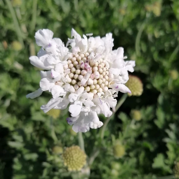 fehérvirág-ördögszem-évelő-Scabiosa-Flutter-Pure-White