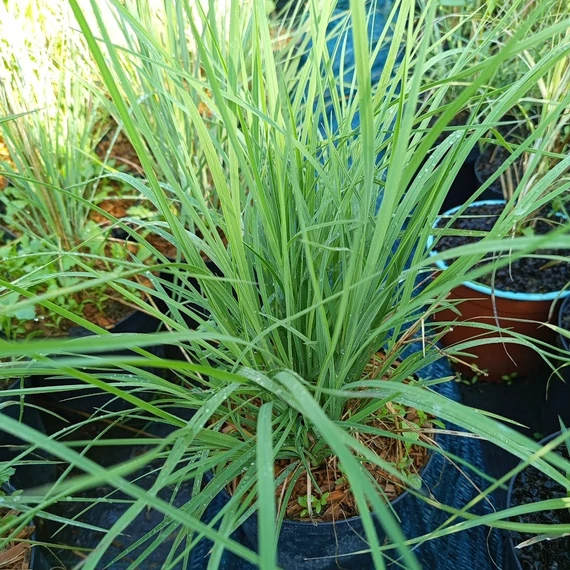 seprűs csomósperje díszfű Schizachyrium scoparium Prairie Blues