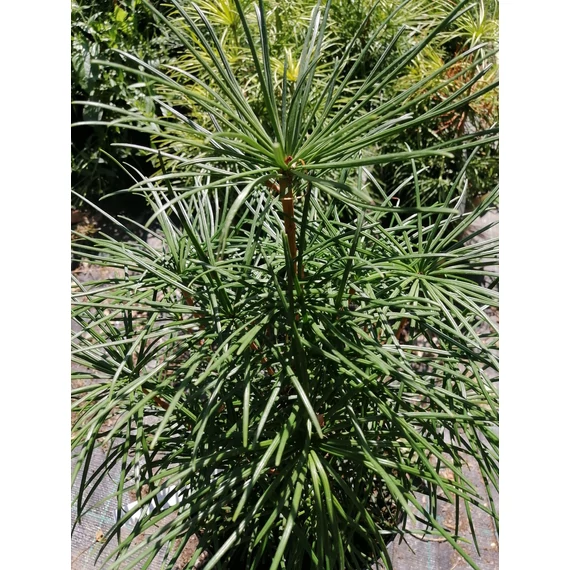 japán-ernyőfenyő-Sciadopitys-verticillata