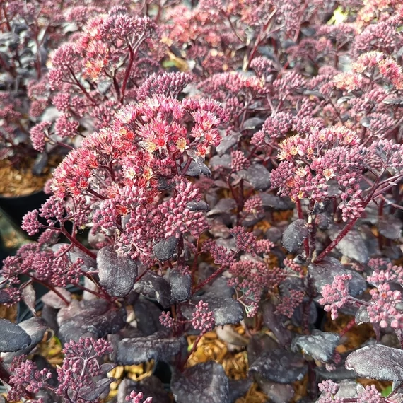 bordólevelű magas varjúháj Sedum telephium Touchdown Teak