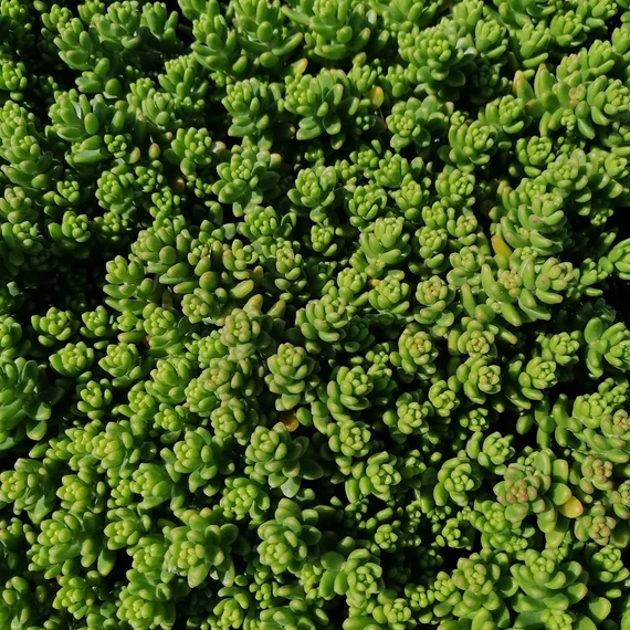 pozsgás sziklakerti évelő fehér varjúháj sedum album athoum