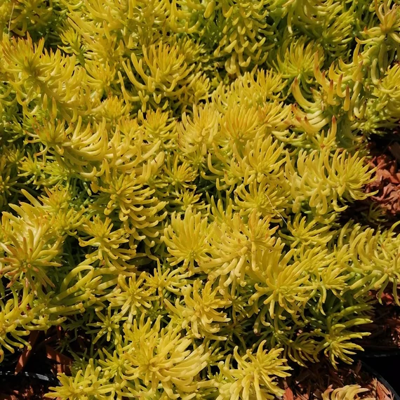 sárga-kövi-varjúháj-sziklakerti-évelő-sedum-rupestre-angelina