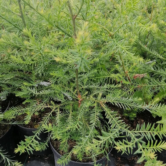 kaliforniai mamutfenyő Sequoia sempervirens