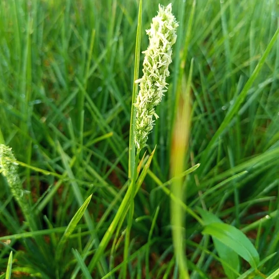 ezüstös nyúlfarkfű alacsony díszfű Sesleria argentea
