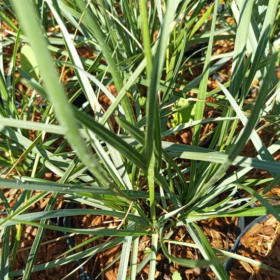 alacsony díszfű nyúlfarkfű Sesleria nitida