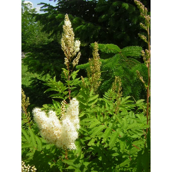 Sorbaria sorbifolia Sem (Tollas gyöngyvessző)