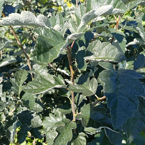 svéd berkenye Sorbus intermedia