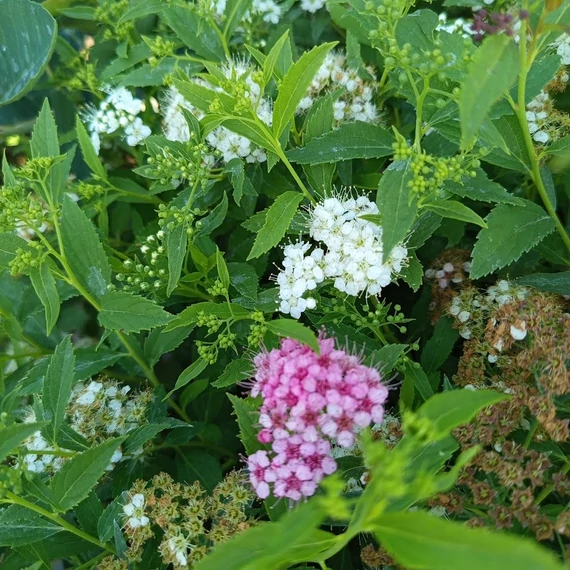 japán gyöngyvessző cserje Spiraea japonica Albiflora
