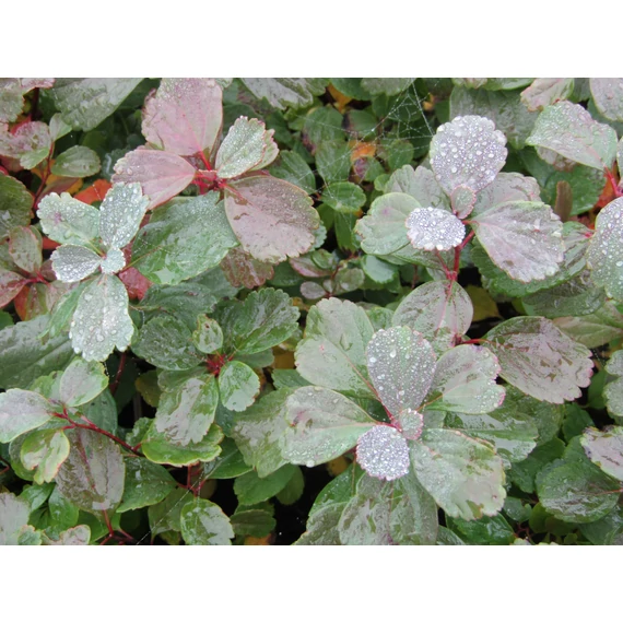 fehér virágú törpe gyöngyvessző talajtakaró Spiraea betulifolia Tor gabiplantshop webáruház