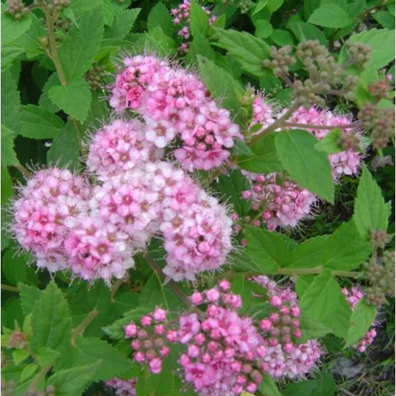 Spiraea japonica Little Princess (Törpe gyöngyvessző)