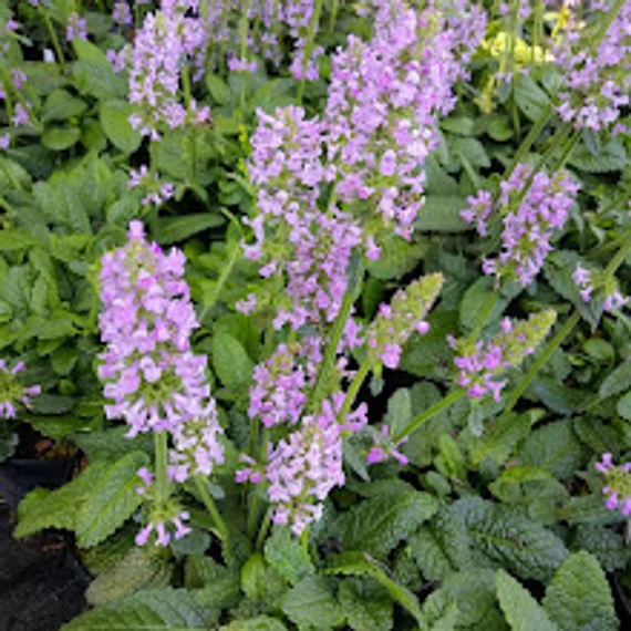 évelő orvosi tisztesfű Stachys officinalis Ukkie