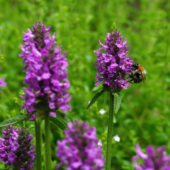 lilavirágú évelő tisztesfű Stachys monieri Hummelo