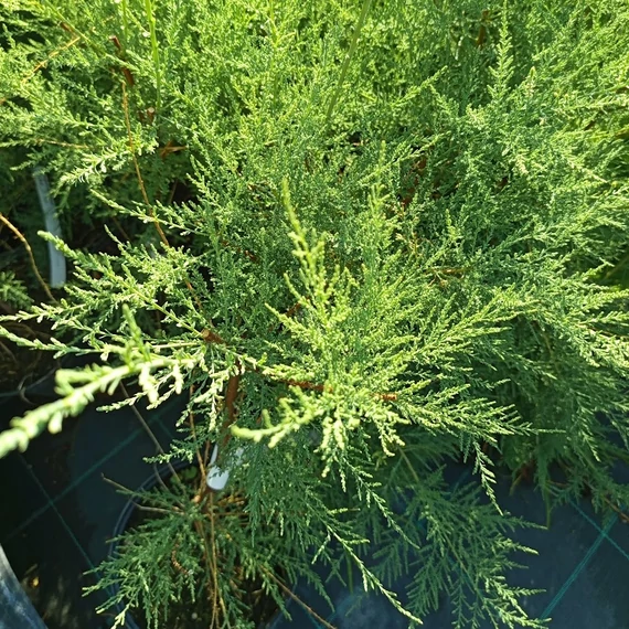 kései tamariska cserje Tamarix ramosissima