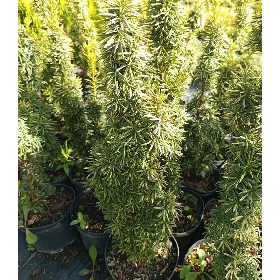 oszlopos sárga tiszafa Taxus baccata David
