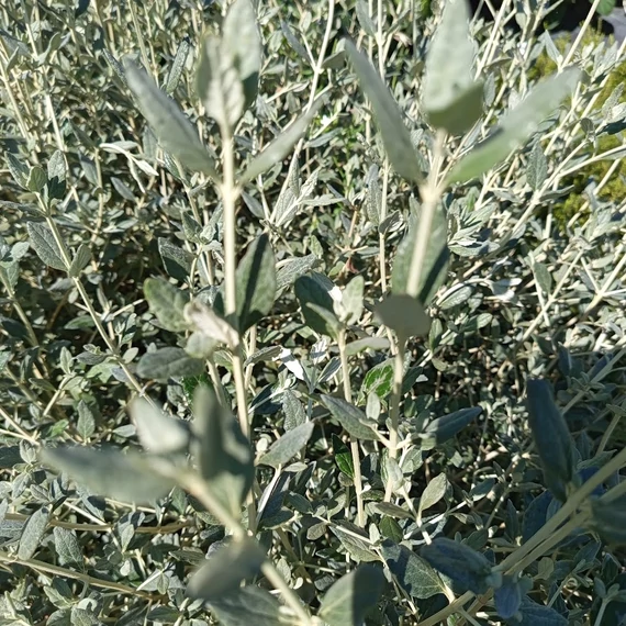 cserjés gamandor Teucrium fruticans