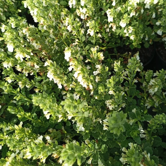 fehér virágú gamandor évelő Teucrium lcidrys Alba