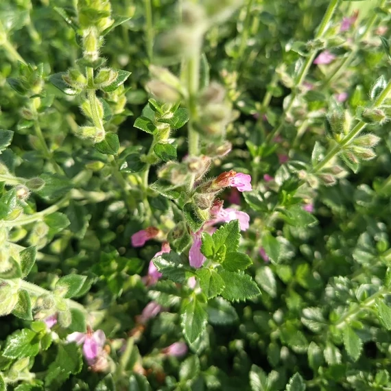 lilavirágú gamandor évelő Teucrium lucidrys