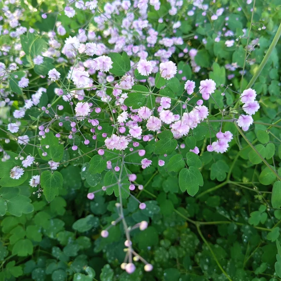 lila borkóró évelő Thalictrum delavayi Hewitt's Double