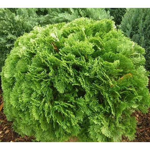 zöld gömb tuja  Thuja occidentalis Danica gabiplantshop  webáruház