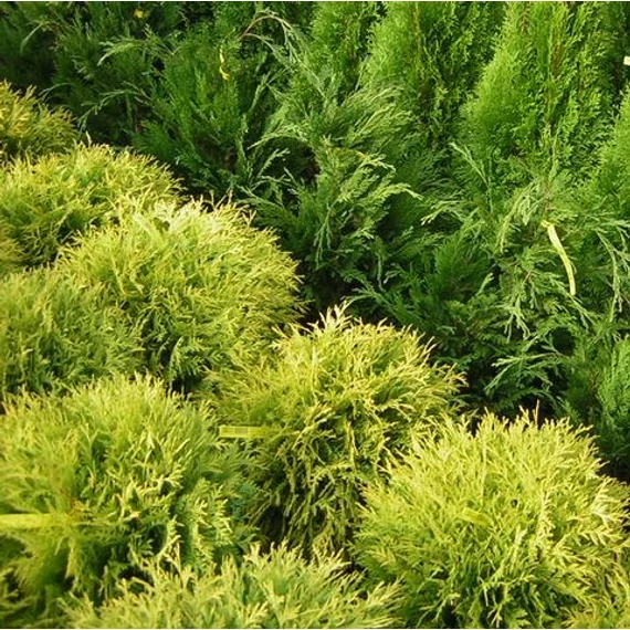 sárga gömb tuja Thuja ooccidentalis Golden Globe gabiplantshop  webáruház