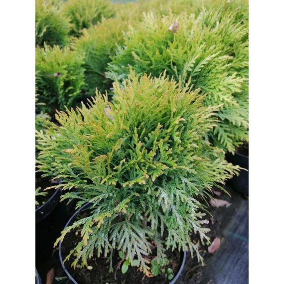 zöld gömb tuja  Thuja occidentalis Woodwardii gabiplantshop  webáruház