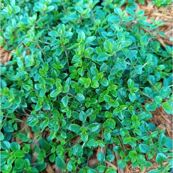 széleslevelű kakukkfű Thymus vugaris Tabor