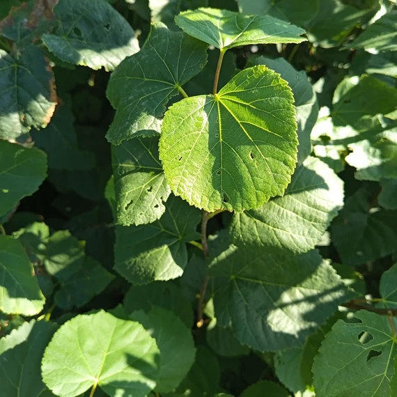 kislevelű hárs Tilia cordata