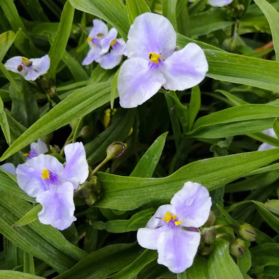 kerti évelő Tradescantia Bilberry Ice