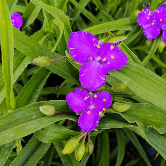kerti pletyka Tradescantia Karminglut