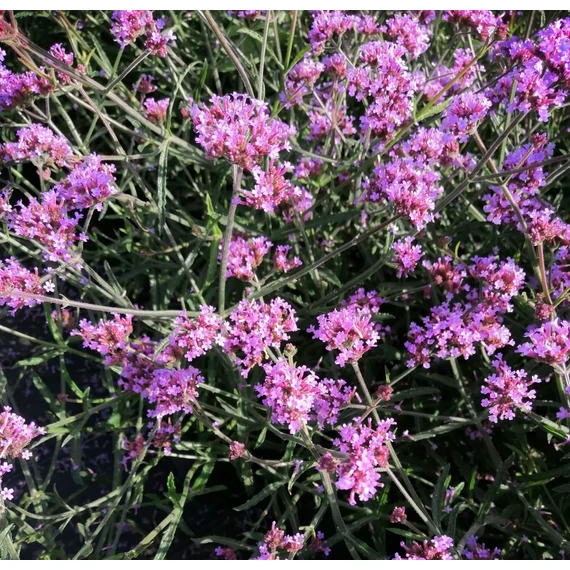 lilavirág-évelő-Verbena-bonariensis-Lollipop