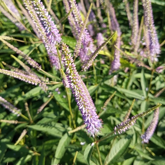 lila virginiai veronika magas évelő Veronicastrum virginicum Fascination