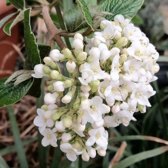 hólabda bangita Viburnum Eskimo