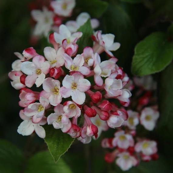 illatos bangita cserje Viburnum x juddii