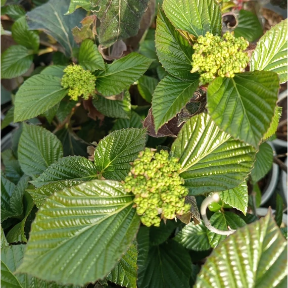 fényeslevelű bangita félig örökzöld cserje Viburnum Shiny Dancer