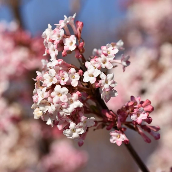 rózsaszínvirág-kikeleti-bangita-Viburnum-bodnantense-Charles-Lamont