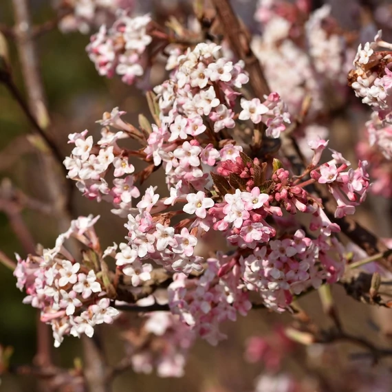 törpe korai bangita cserje Viburnum farreri December Dwarf