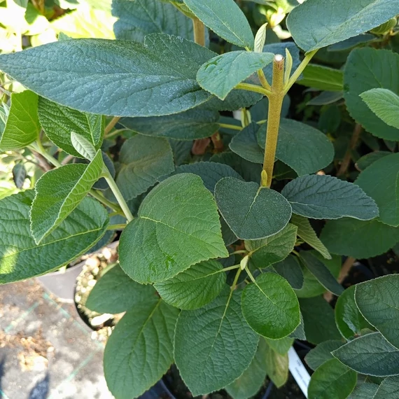 ostorménbangita cserje Viburnum lantana